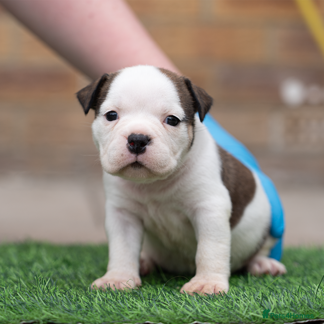 American Bully dogs for sale: AMERICAN BULLYS POCKET x MICRO  - Image 7