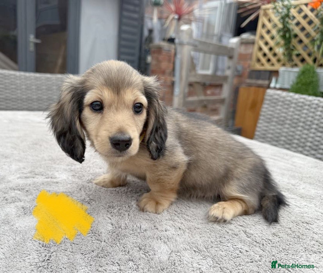 Miniature Dachshund dogs for sale: Long haired Shaded cream, 5 ⭐ licenced breeder - Image 8
