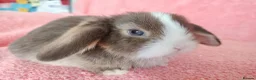 Mini Lop rabbits for sale: Baby mini lops for sale  - Advert 5