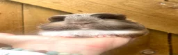 Mini Lop rabbits for sale: Long Haired Guinea Pigs For Sale  - Advert 6