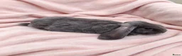 Rex rabbits for sale: Baby Velveteen x plush doe - Advert 6