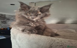 Maine Coon cats for sale: Gorgeous kittens  - Image 16