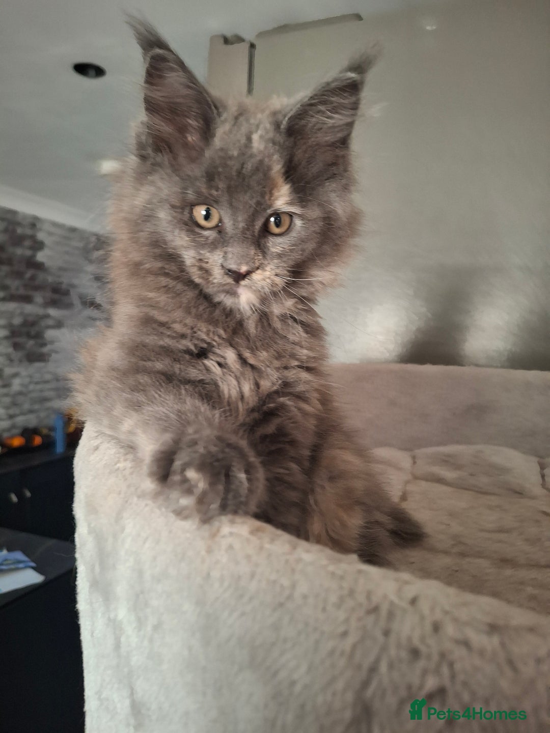 Maine Coon cats for sale: Gorgeous kittens  - Image 16