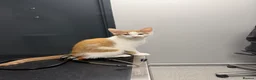 Mixed Breed cats for sale: Beautiful ginger malevaccinated+chipped+fw treated - Advert 20