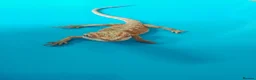 Bearded Dragon reptiles for sale: Bearded dragon  in Ashford - Advert 2