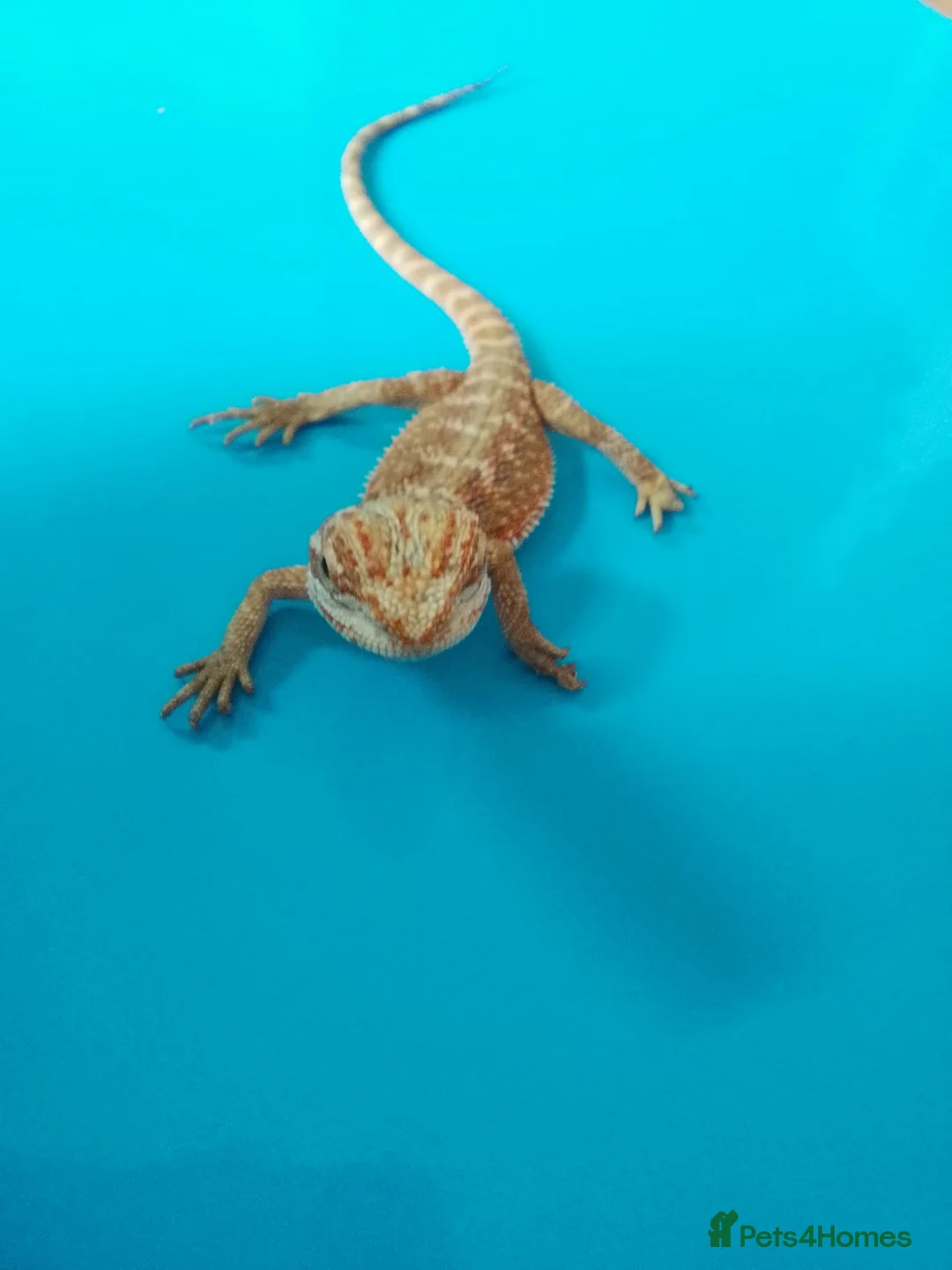 Bearded Dragon reptiles for sale: Bearded dragon  in Ashford - Advert 2