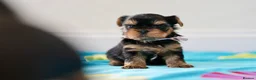 Yorkshire Terrier dogs for sale: Top Quality KC Reg Yorkshire Terrier Puppies - Advert 15