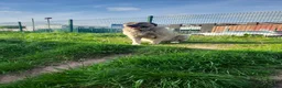 Anatolian Shepherd dogs for sale: Turkish Kangal - Advert 13