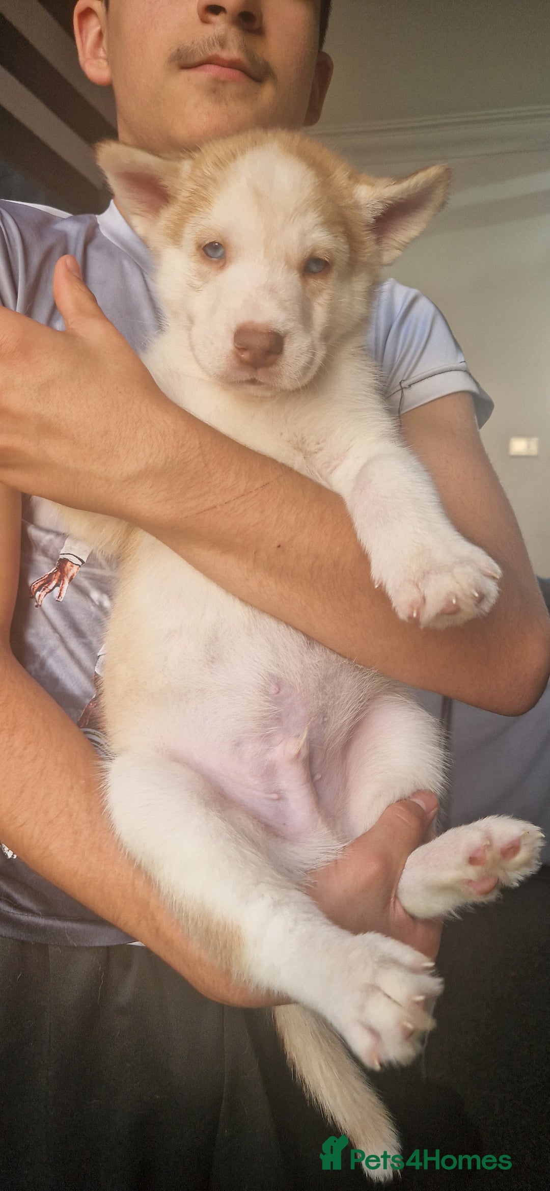 Siberian Husky dogs for sale: Siberian husky puppies  - Image 3