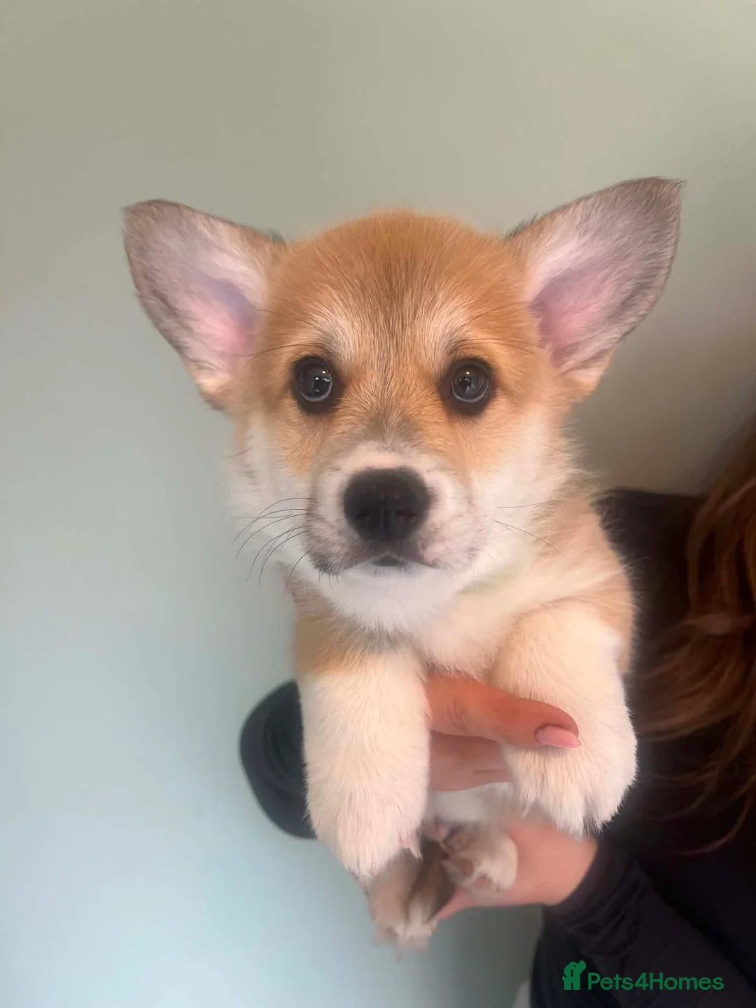 Welsh Corgi Pembroke dogs for sale: Pembroke Corgi puppies - Advert 2