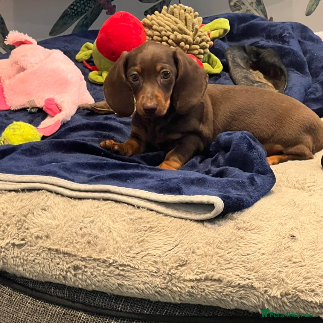 Miniature Dachshund dogs for sale: Fully vaccinated and ready TO GO,kc reg pra clear in Warrington - Image 7