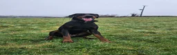 Dobermann dogs for stud: 💥 Proven Stud Available – Cerberus 💥 in Swansea - Advert 7