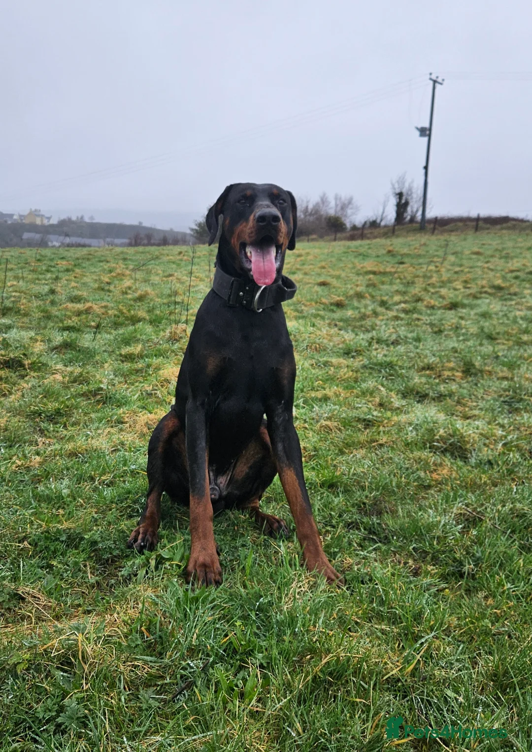 Dobermann dogs for stud: 💥 Proven Stud Available – Cerberus 💥 in Swansea - Advert 7