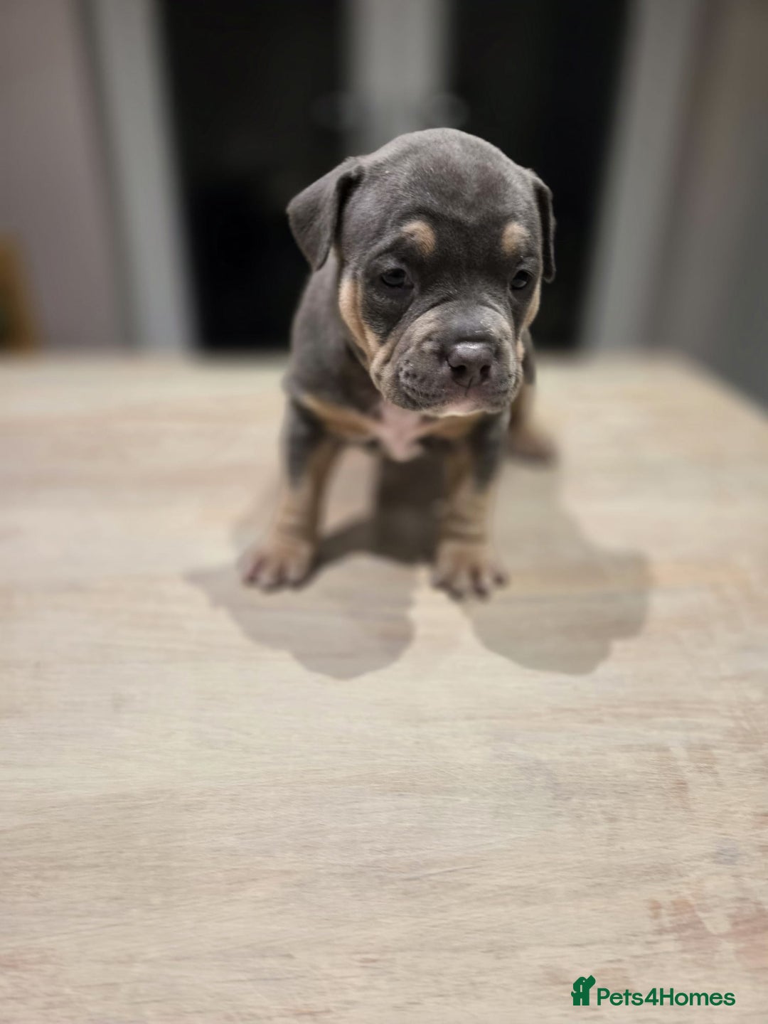 American Bully dogs for sale: Luna x Dynamite puppies🧨🧬 4 girls✅ 4 boys✅ - Advert 19