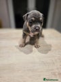 American Bully Puppy 8