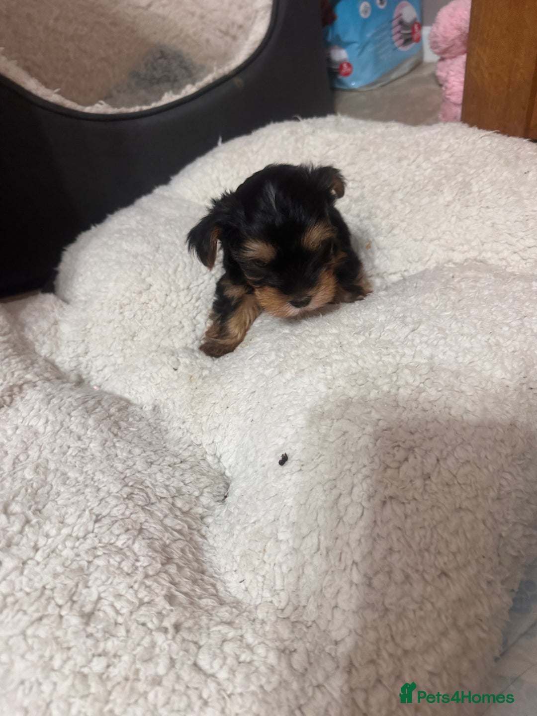 Yorkshire Terrier dogs for sale: SOLD beautiful litter mini Yorkshire terrier pups - Advert 10