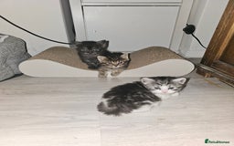 Persian cats for sale: Tabby female with full set up ready to go. - Image 20
