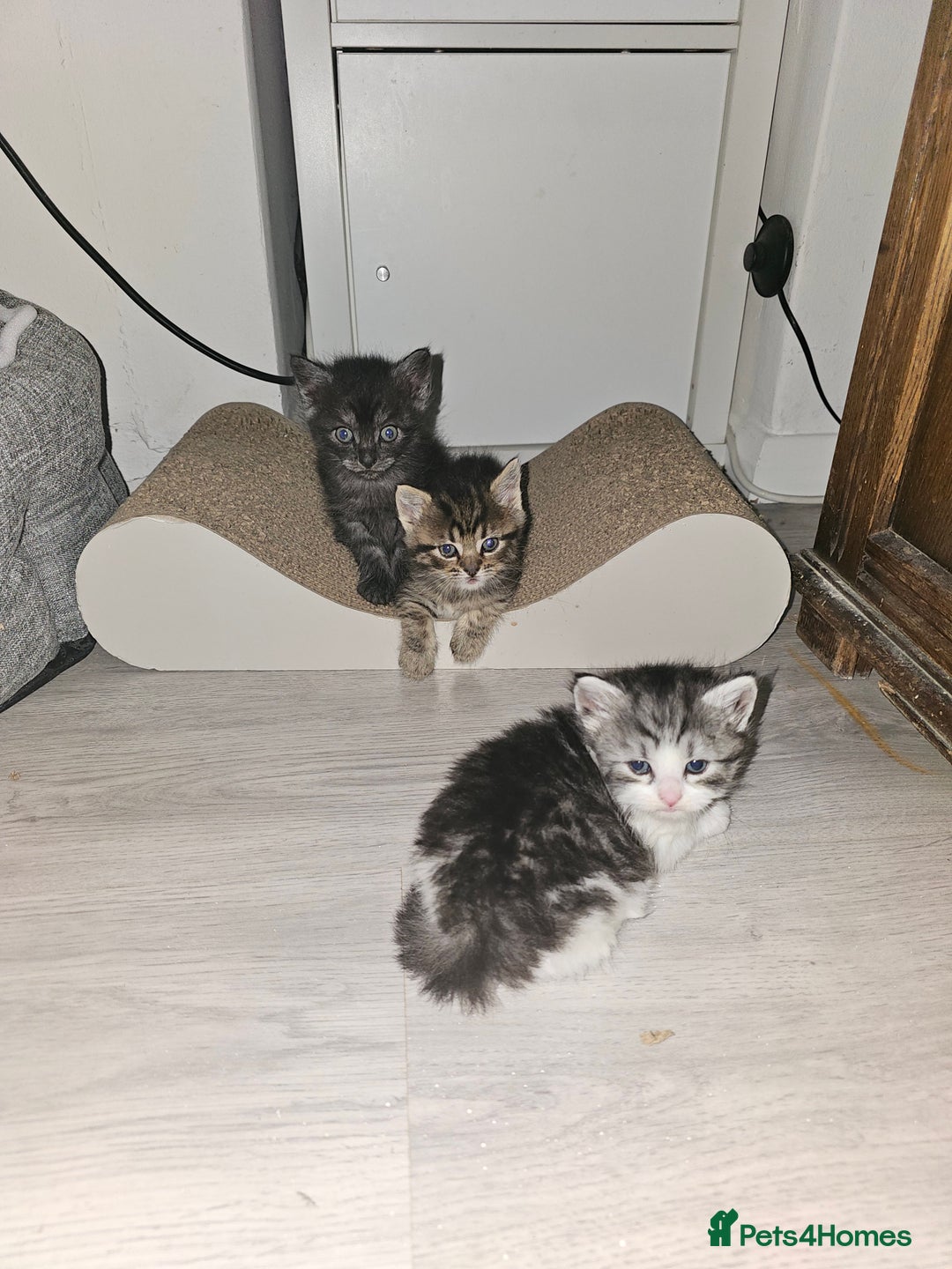 Persian cats for sale: Tabby female with full set up ready to go. - Image 20