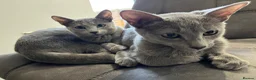 Russian Blue cats for sale: 2 gorgeous 8 month old Russian blue girls  - Advert 5