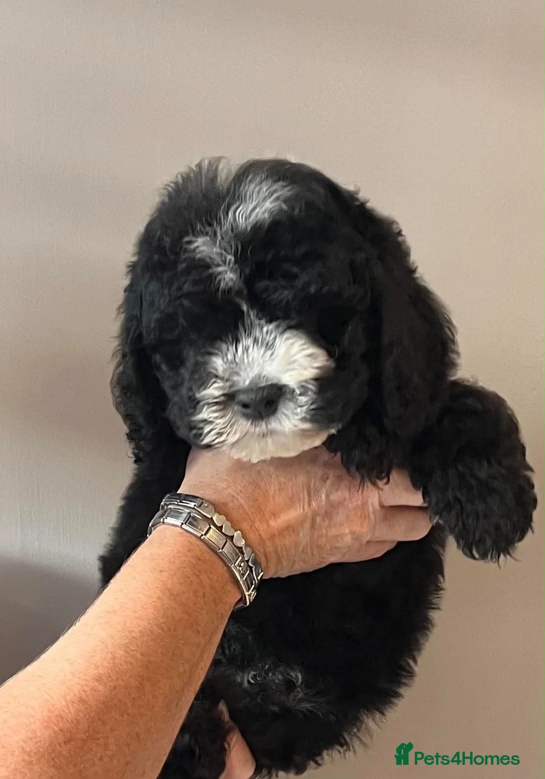 Mixed Breed dogs for sale: Cockapoo puppies  - Advert 9