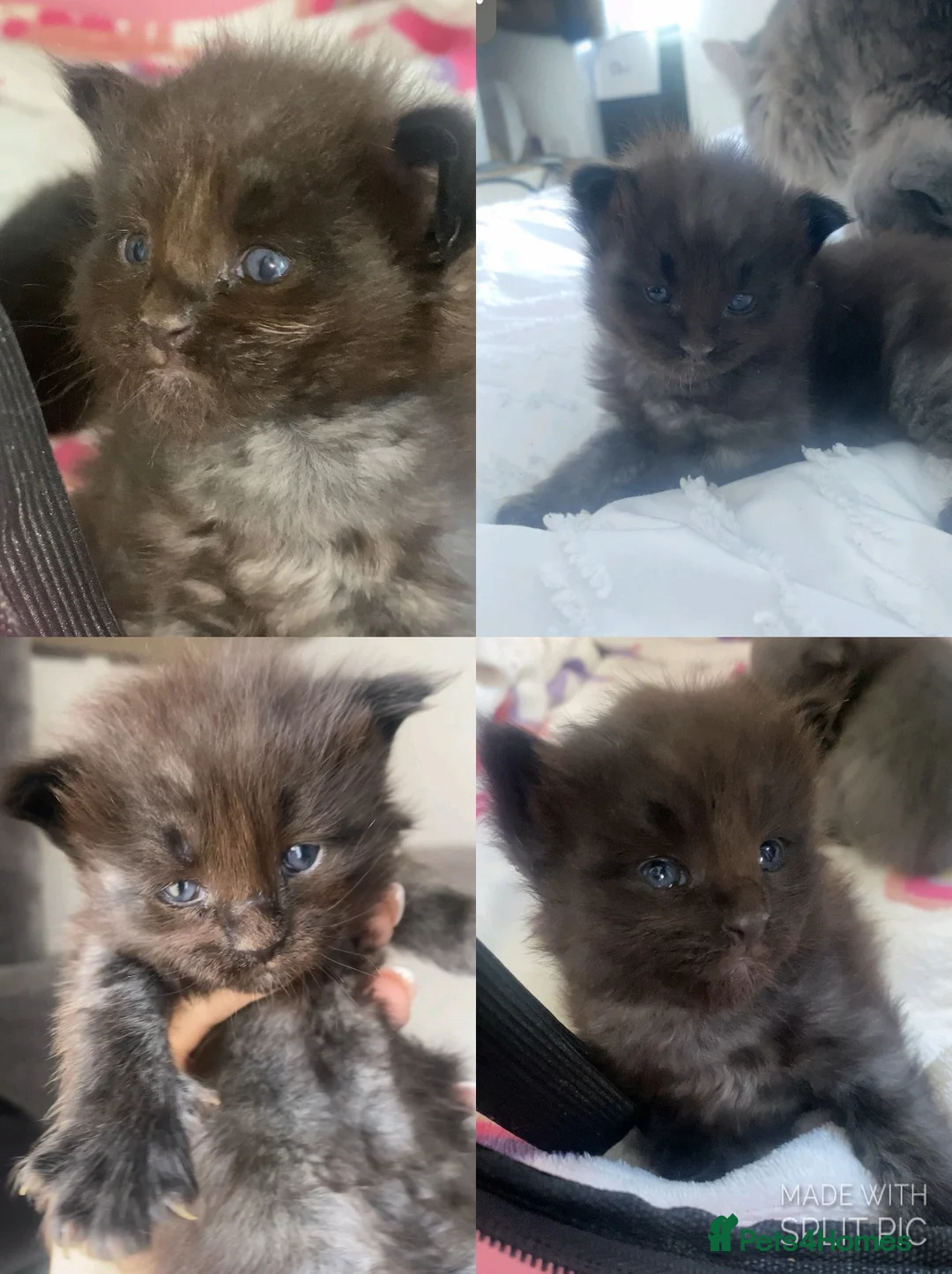 Maine Coon cats for sale: 2 MALE MAINE COON KITTENS FOR SALE  in Walsall - Advert 2