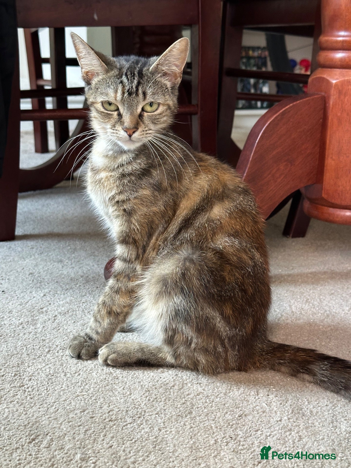Mixed Breed cats for sale: Cats for free - Advert 5