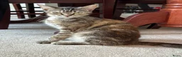 Mixed Breed cats for sale: Cats for free - Advert 1