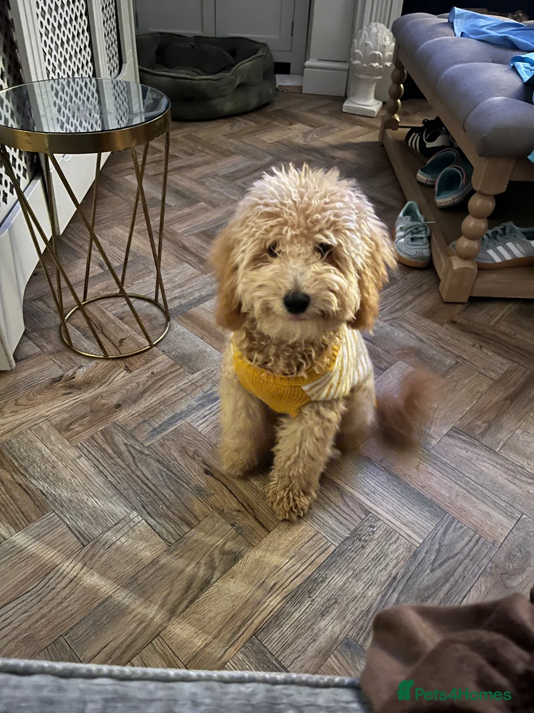 Toy Poodle dogs for sale: Apricot toy poodle - Advert 1