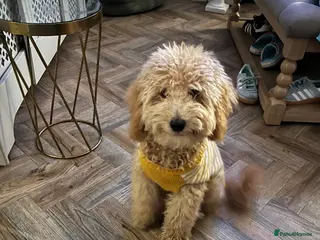 Toy Poodle dogs Apricot toy poodle - Advert 1