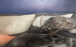 Cane Corso dogs for sale: Cane corso - Advert 1