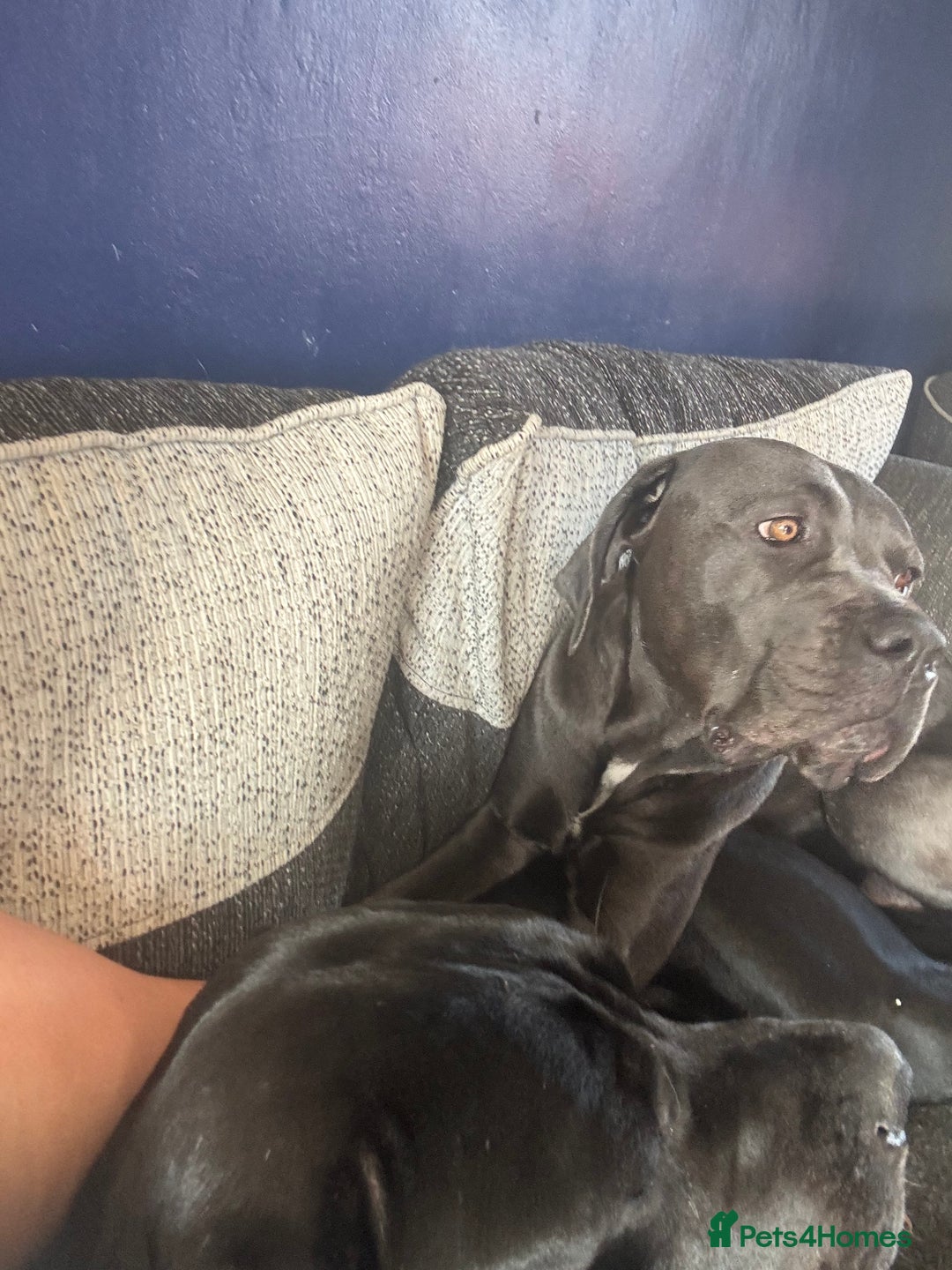 Cane Corso dogs for sale: Cane corso - Advert 1