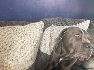 Cane Corso dogs Cane corso - Advert 7