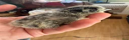 Hens poultry for sale: Beautiful usa silkie chicks mix of colours  - Advert 2