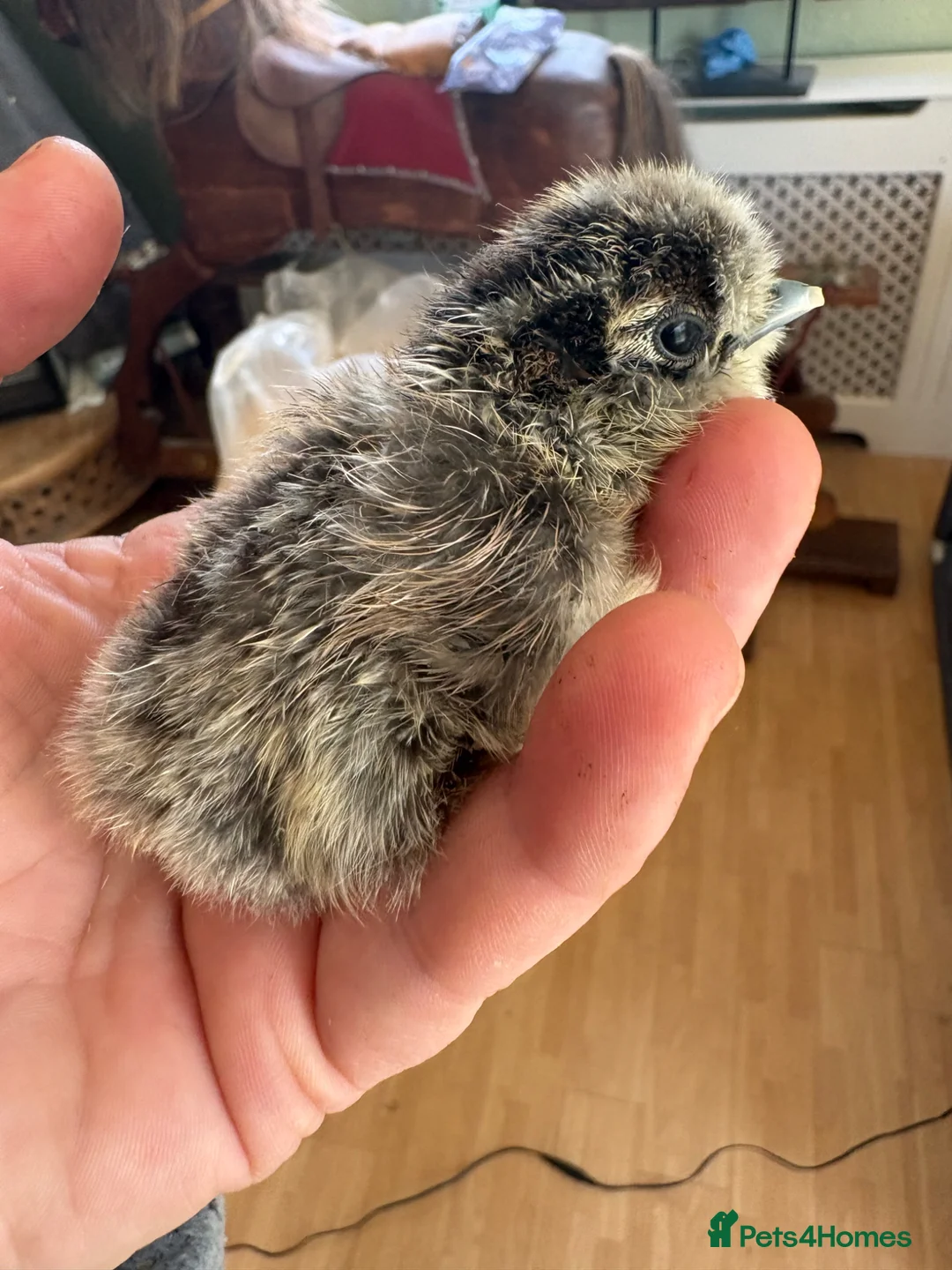 Hens poultry for sale: Beautiful usa silkie chicks mix of colours  - Advert 2