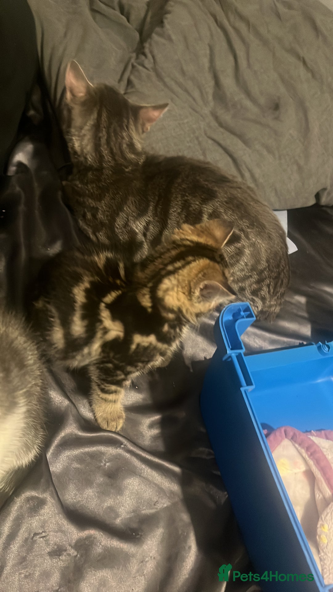 Mixed Breed cats for sale: 4 ADORABLE LITTLE KITTENS 2 BOYS & 2 GIRLS - Advert 2