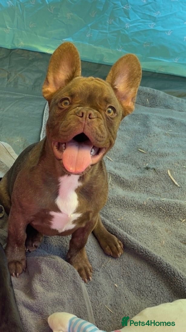 French Bulldog dogs Chocolate brindle French bulldog - Advert 18