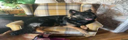 German Shepherd dogs for sale: Loving German Shepherd male - Advert 3
