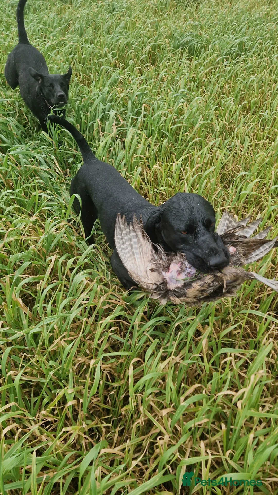 German Shorthaired Pointer dogs for stud: Proven sire full KC Reg GSP 5th Generation in Liverpool - Advert 20