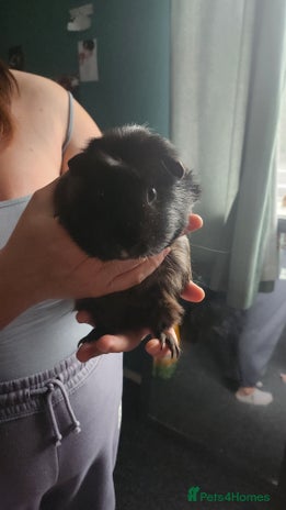 Guinea Pig rodents - Advert 17