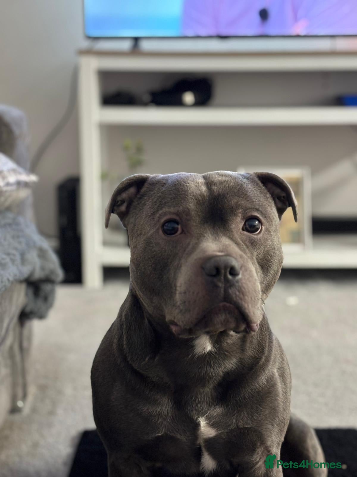 Staffordshire Bull Terrier dogs Blue Staffordshire Bull Terrier – 3 Years Old in Burton-on-Trent - Advert 1