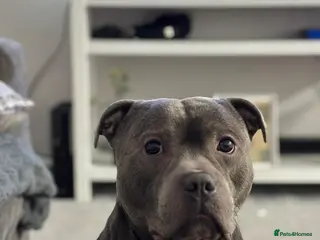 Staffordshire Bull Terrier dogs Blue Staffordshire Bull Terrier – 3 Years Old in Burton-on-Trent - Advert 1
