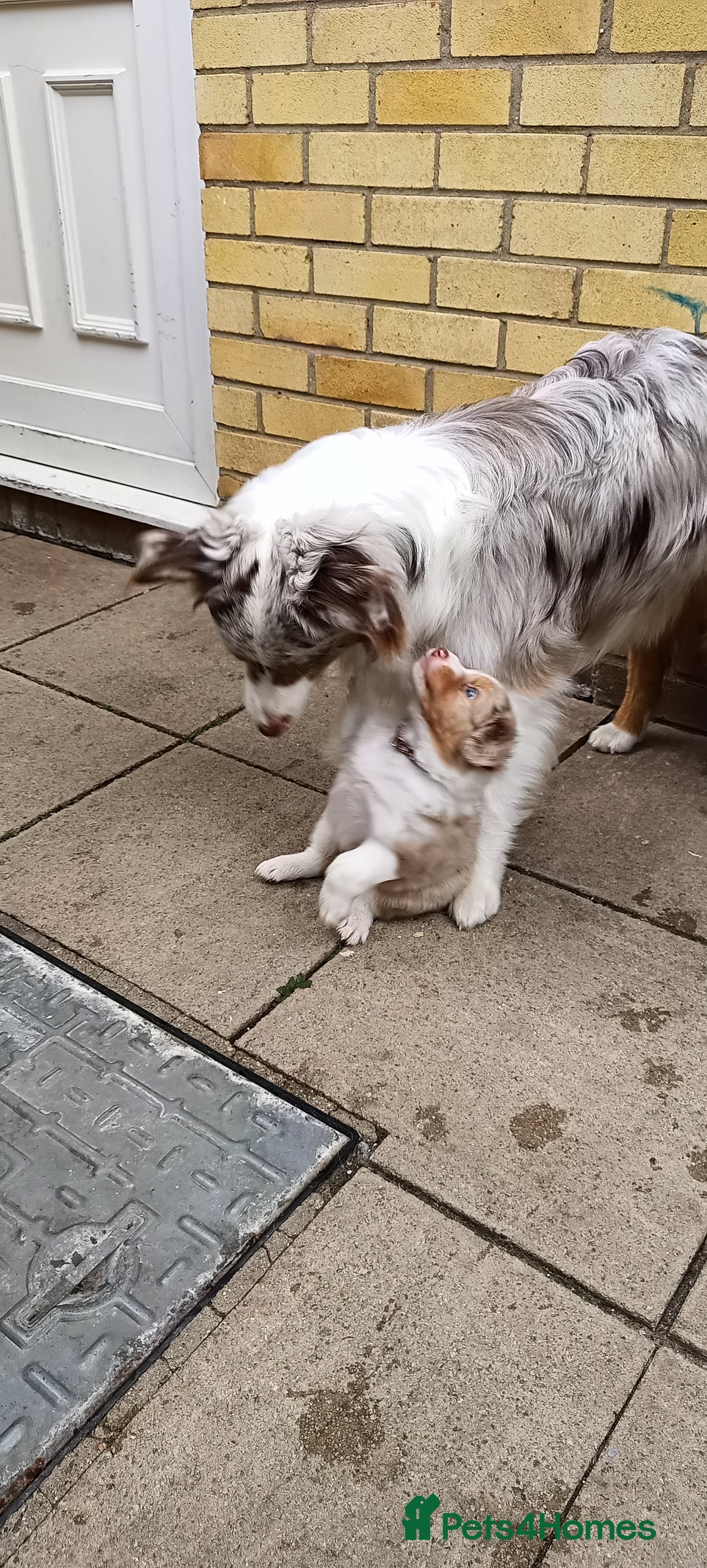 Australian Shepherd dogs for sale: Australian Shepherd puppies looking for new home in Peterborough - Image 10
