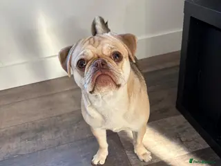 Pug dogs Pug 11 months old great character - Advert 2