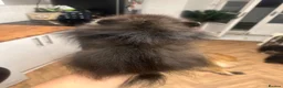 Pomeranian dogs for sale: Girl Pomeranians 🖤🤍 - Advert 5