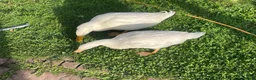 Ducks poultry for sale: Selling bonded ducks adult  pair . Age 10 months . - Advert 7