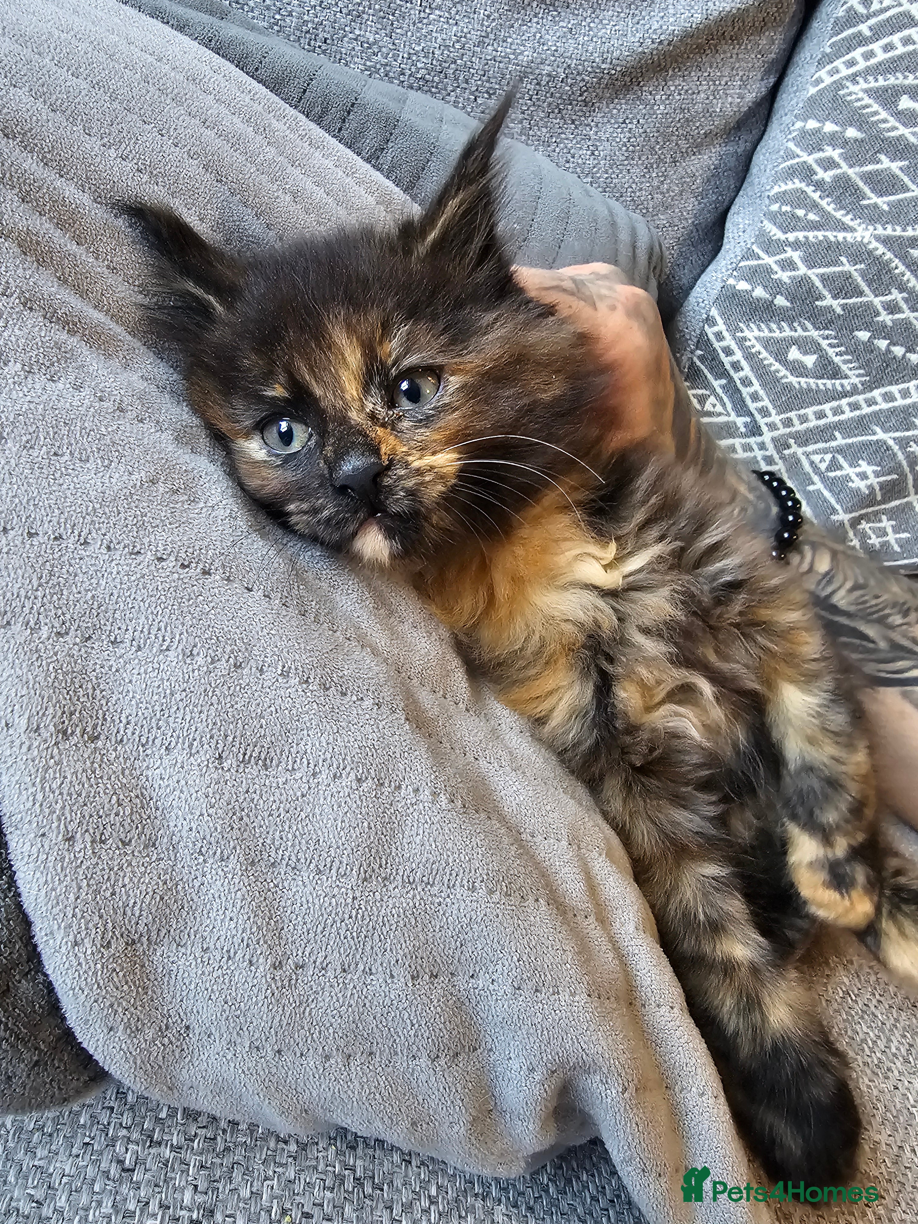 Maine Coon cats *READY TO LEAVE* Full MaineCoon Kittens - Advert 11