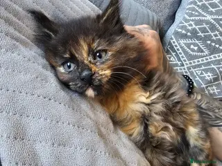 Maine Coon cats *READY TO LEAVE* Full MaineCoon Kittens - Advert 11