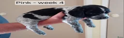 Cocker Spaniel dogs for sale: Stunning Blue Roan Working Cocker Spaniel Puppies in Rugby - Advert 5