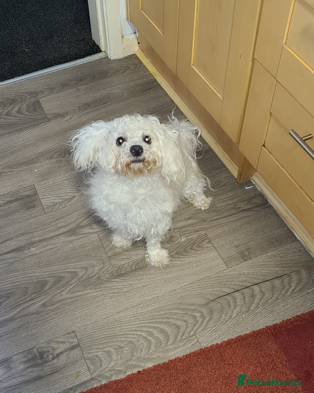 Bichon Frise dogs for sale: Very playful Bichon Frise Dog  - Image 5