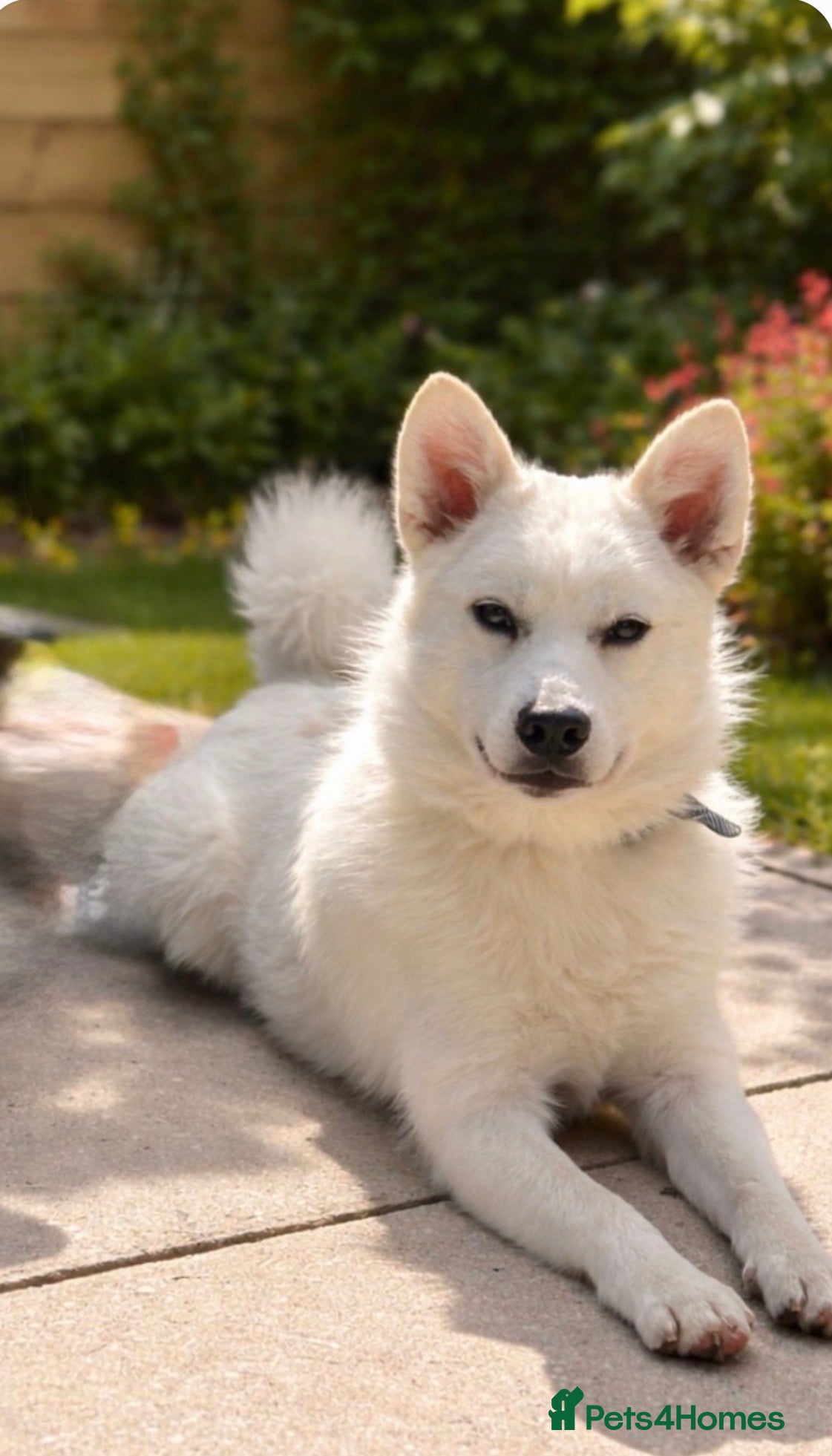 Pomsky dogs Pomsky For Sale (Male) - Advert 2